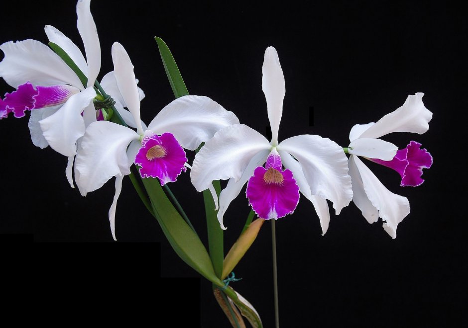 Орхидея Торина