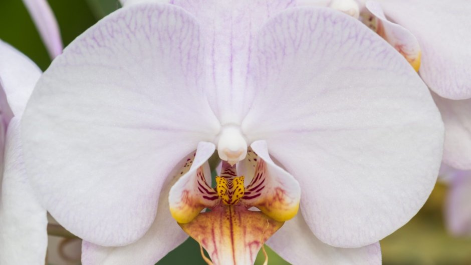Орхидея Cambridge