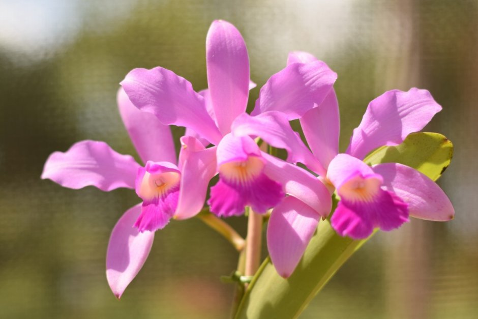Орхидея Армион