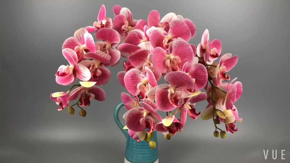 Орхидея фаленопсис сорта