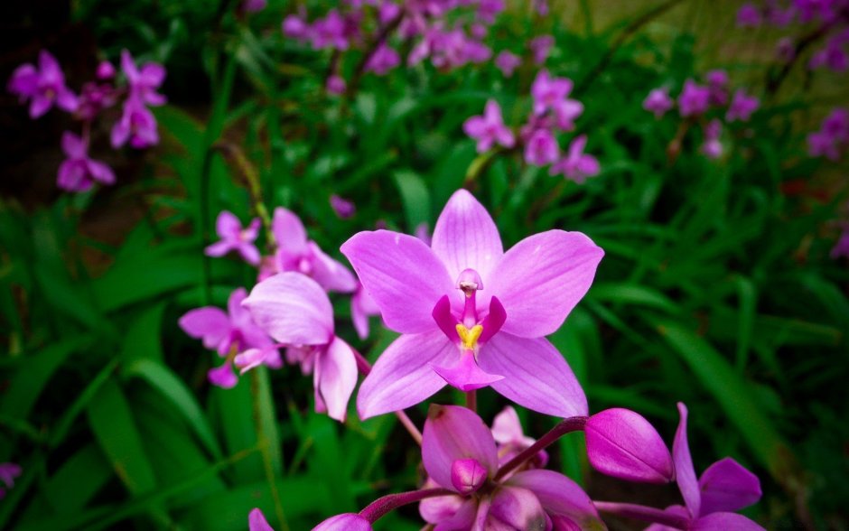 Ночная Орхидея цветы для сада