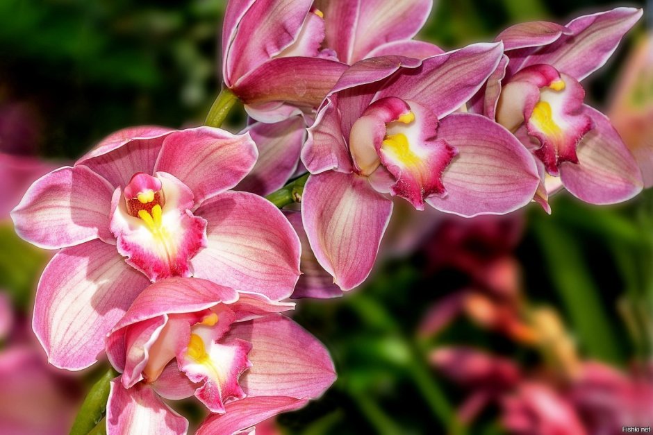 Орхидные Родина