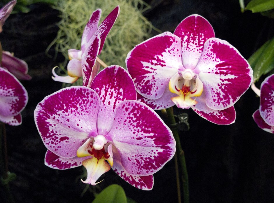 Орхидея саммер Бриз
