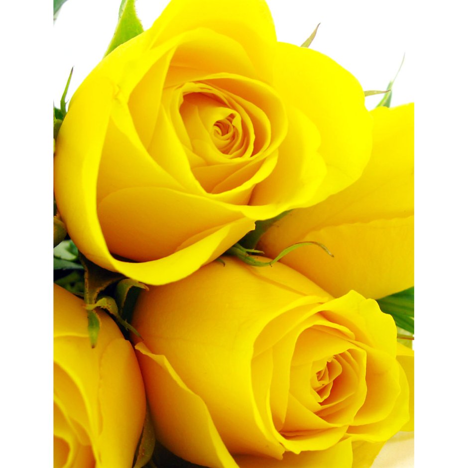 Желтые розы 4к