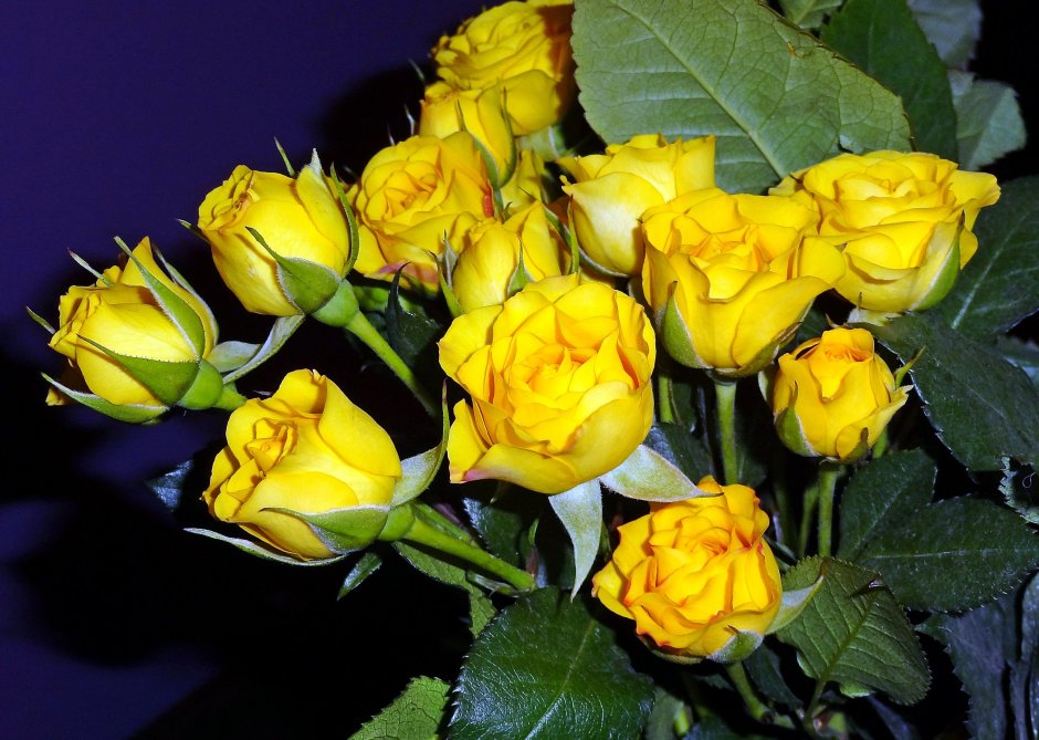Мелкие желтые розы
