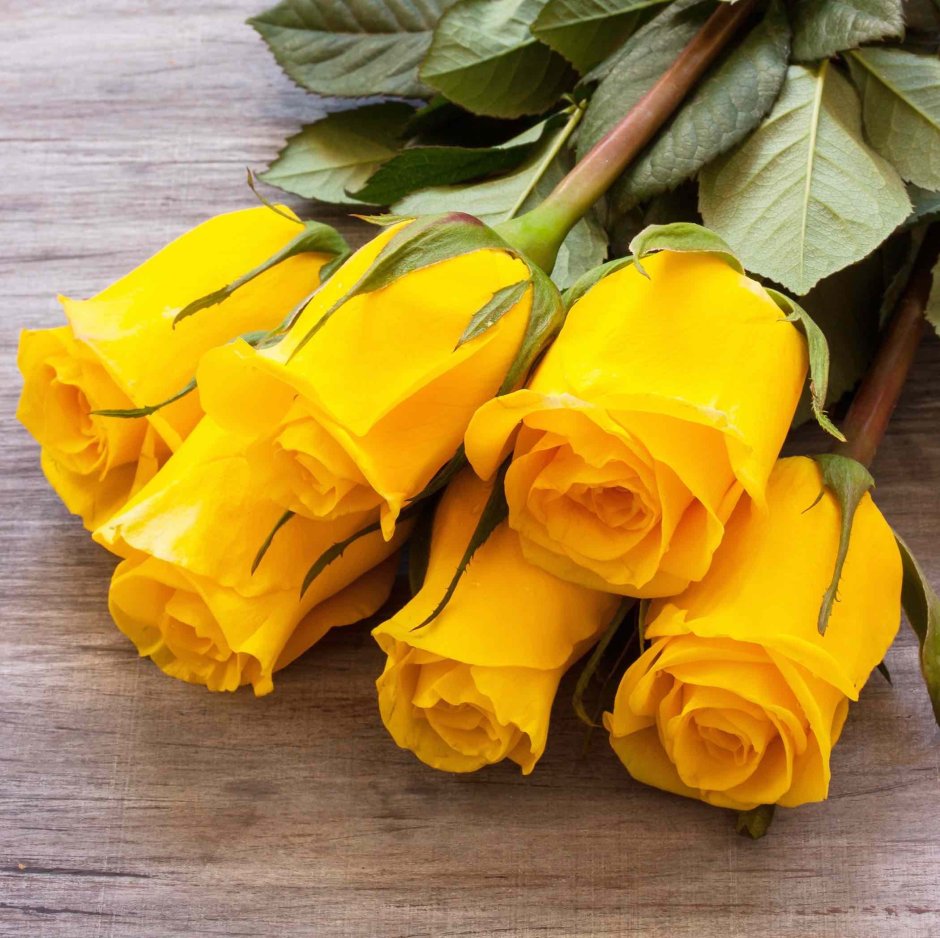 Длинные желтые розы