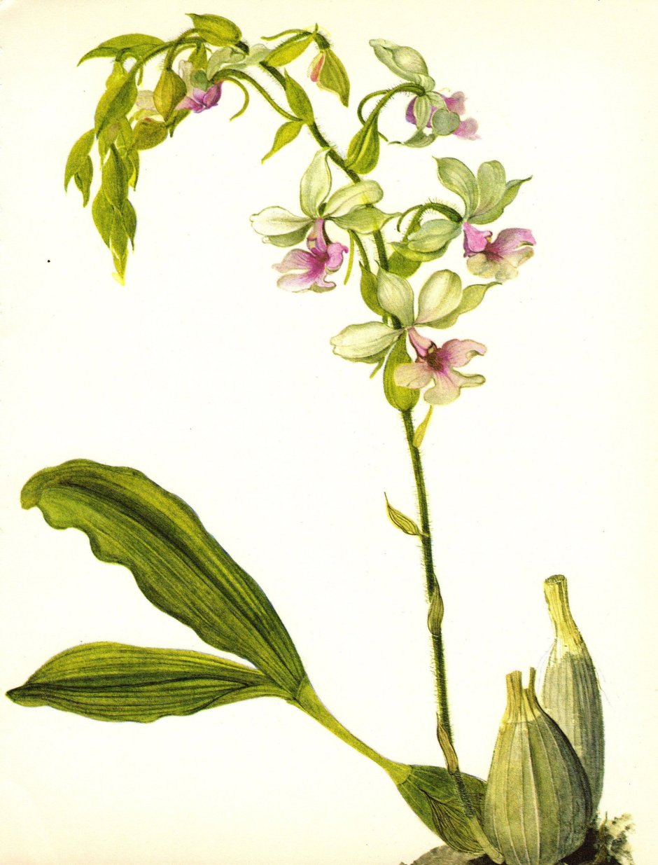 Orchid barbrodia Ботаническая иллюстрация