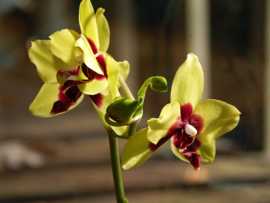 Орхидея Phalaenopsis Hybrid