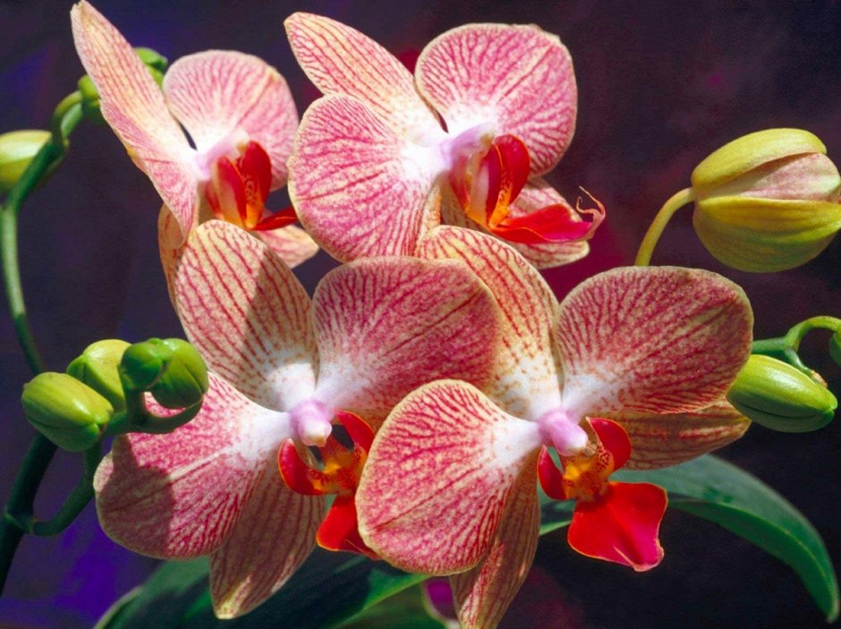 Орхидея фаленопсис Мария Тереза