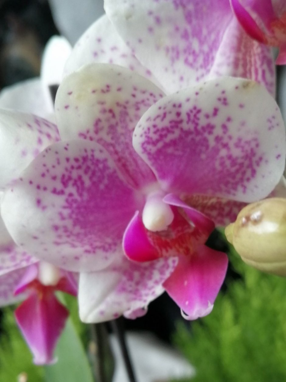 Орхидея Роттердам
