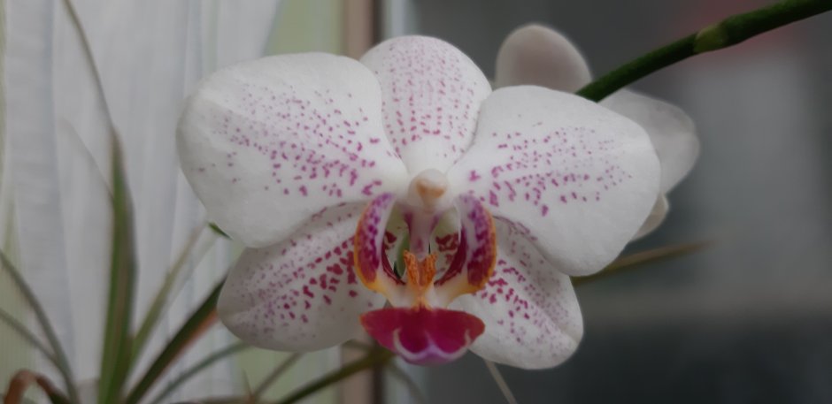 Орхидея Роттердам