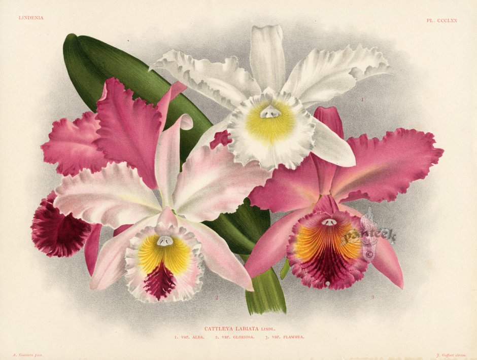Linden Orchid Prints Lindenia 1885-1894