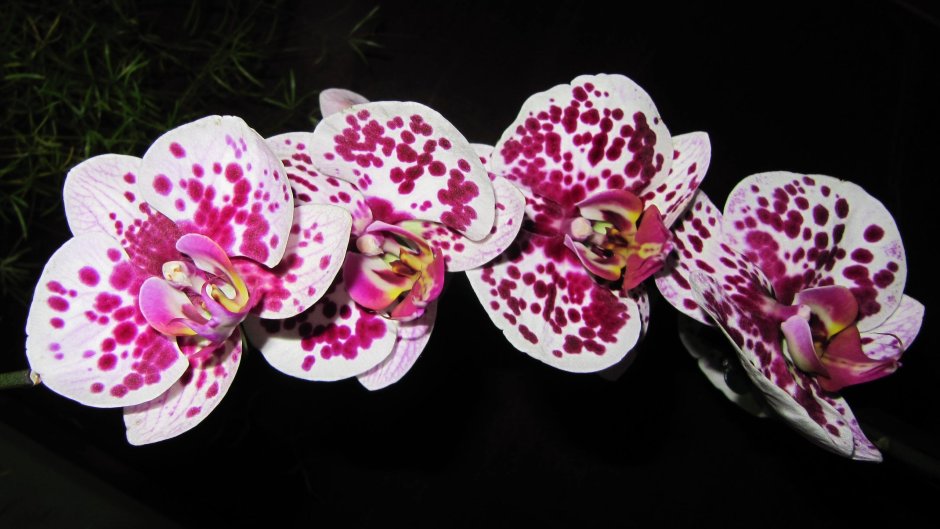 Орхидея Мэджик арт