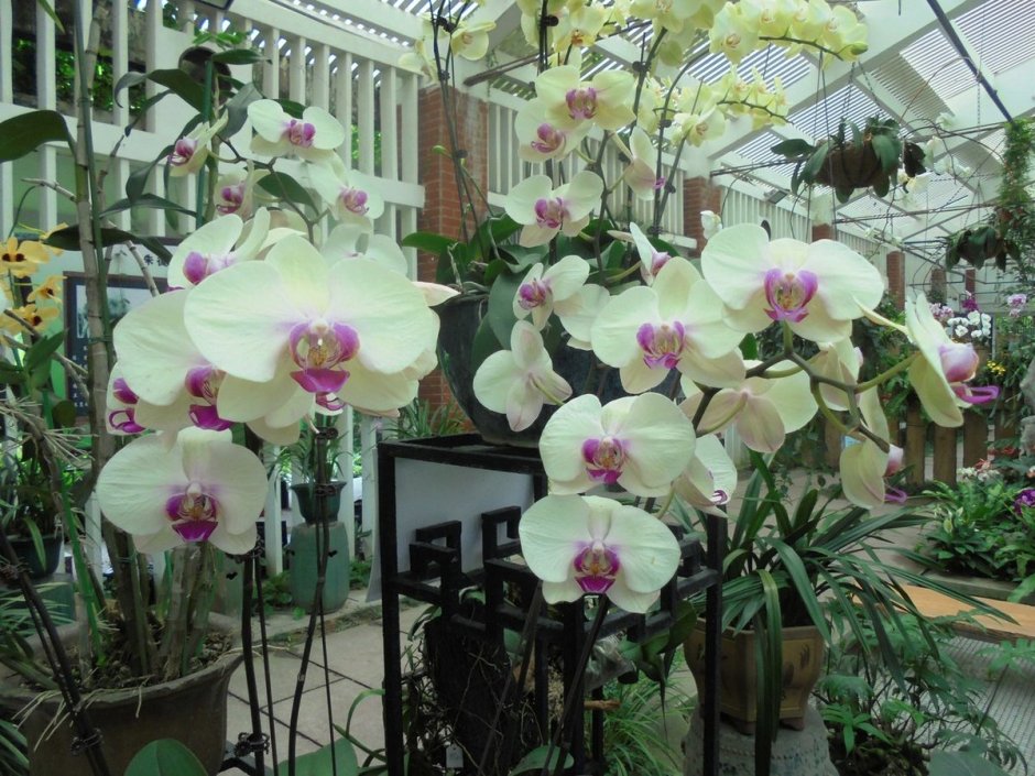 Сад орхидей Гуанчжоу