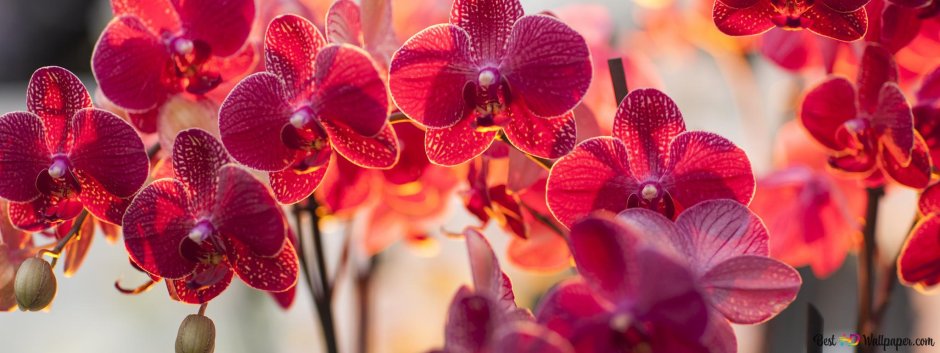 Орхидея на Красном фоне