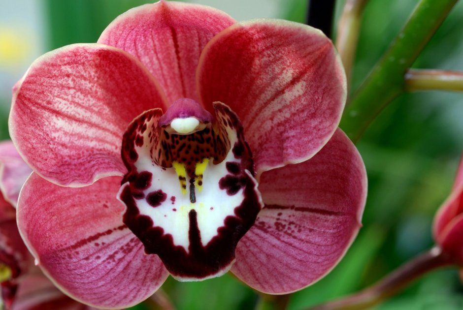 Орхидея фаленопсис тычинки