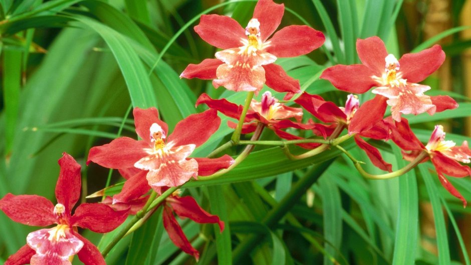 Орхидея цветок красная звезда