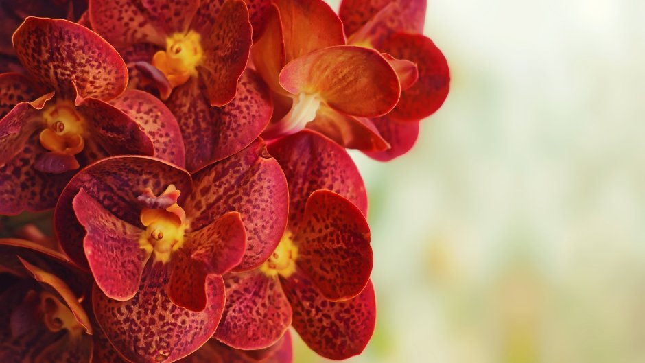 Орхидея рыжая обои