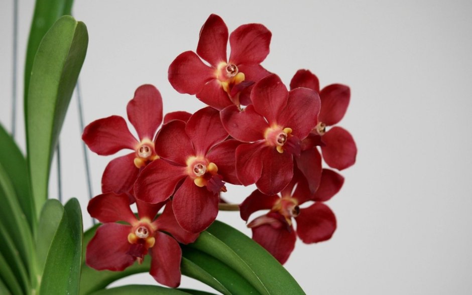 Алая Орхидея фаленопсис