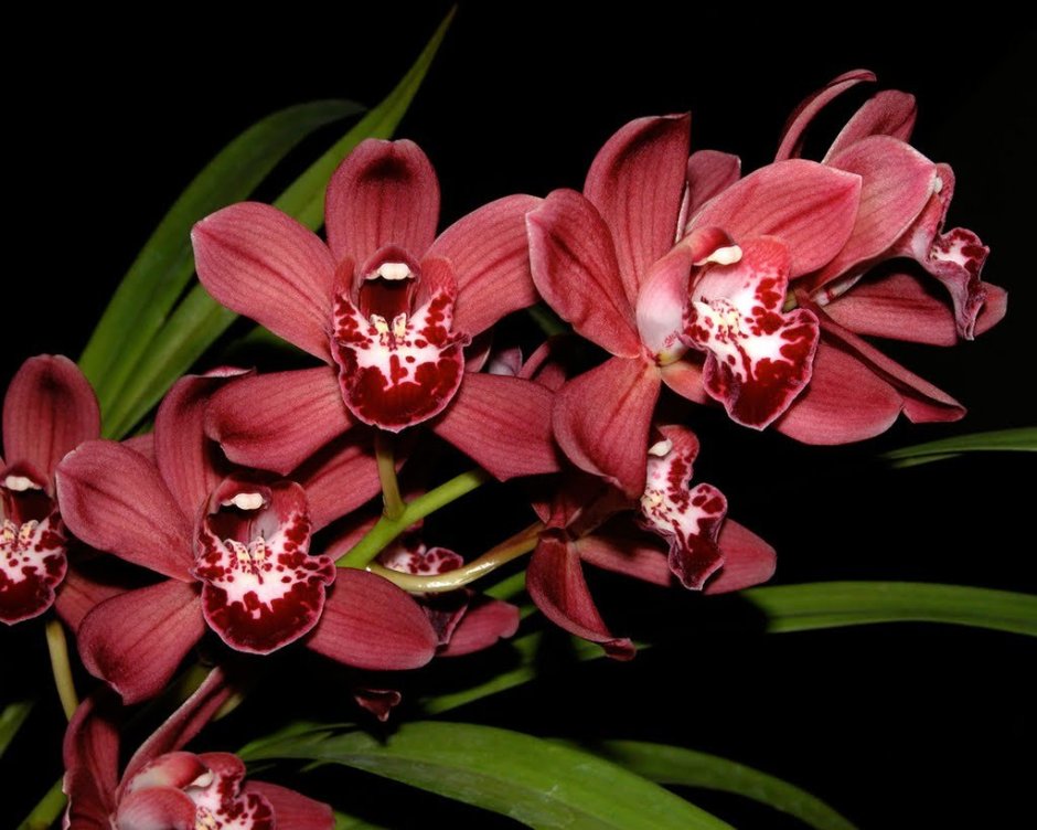 Орхидея Цимбидиум красная