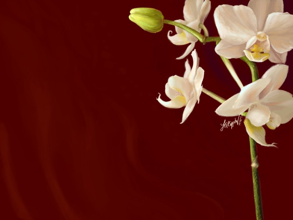 Тропическая Орхидея эпифит