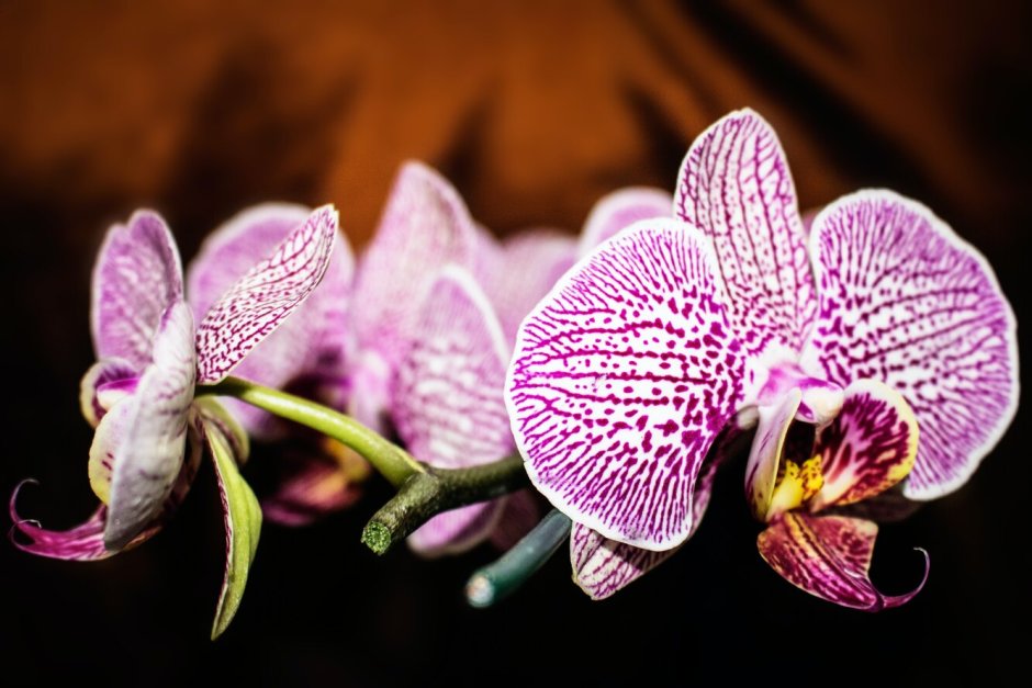 Орхидея неон Мейджик мини