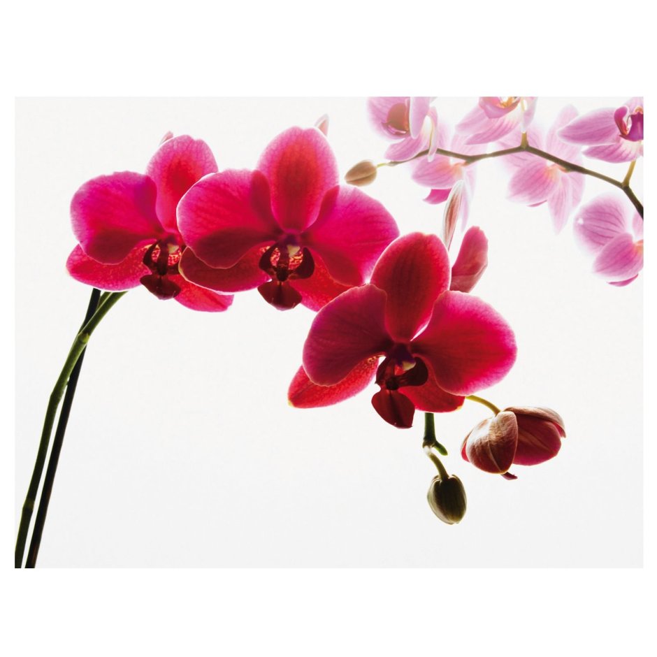 Красная Орхидея ветка