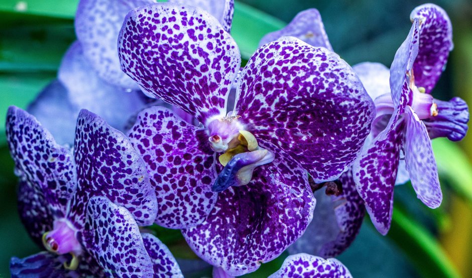 Орхидея Виола