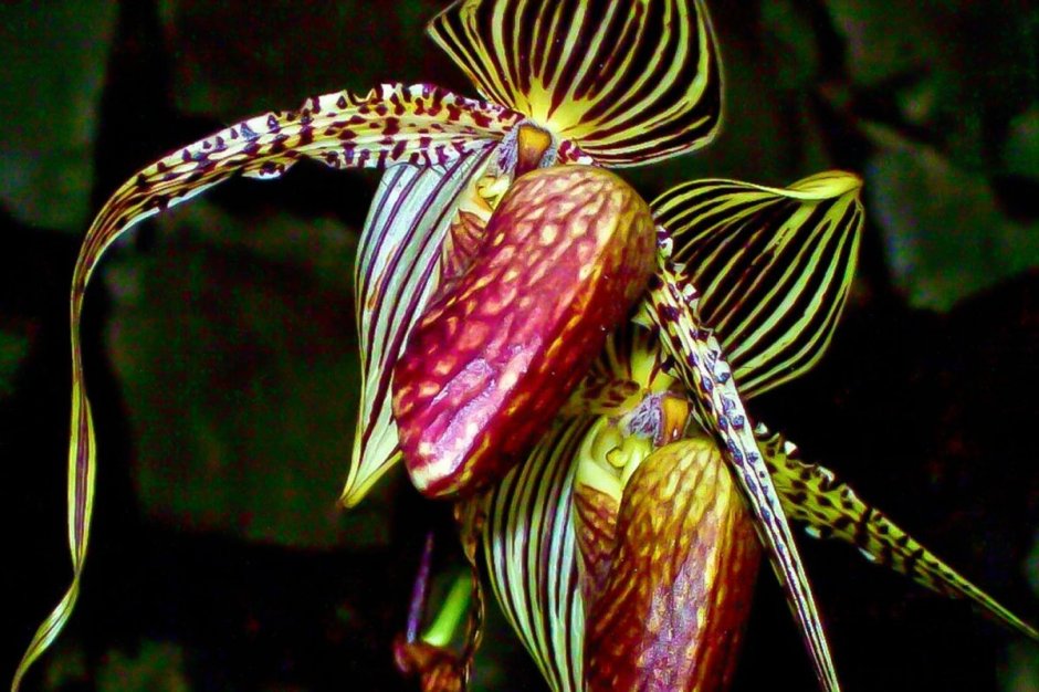 Ambrella longituba Орхидея