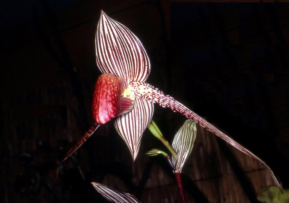 Орхидея золото Кинабалу
