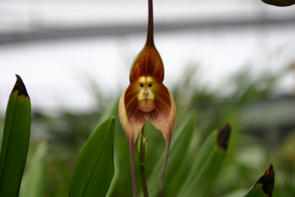 Lady's Slipper Orchid цветок