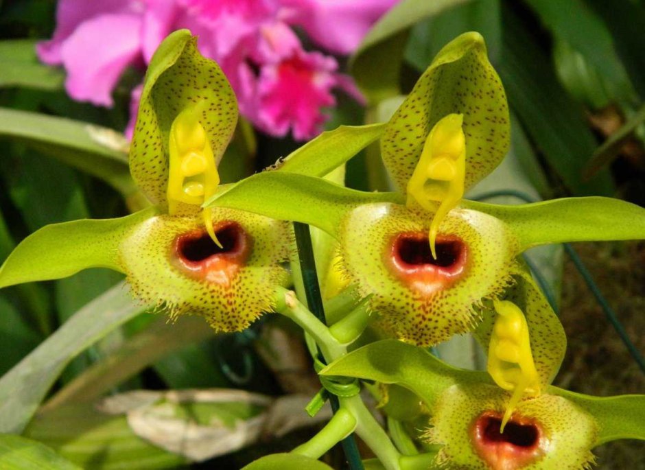 Орхидея золото Кинабалу