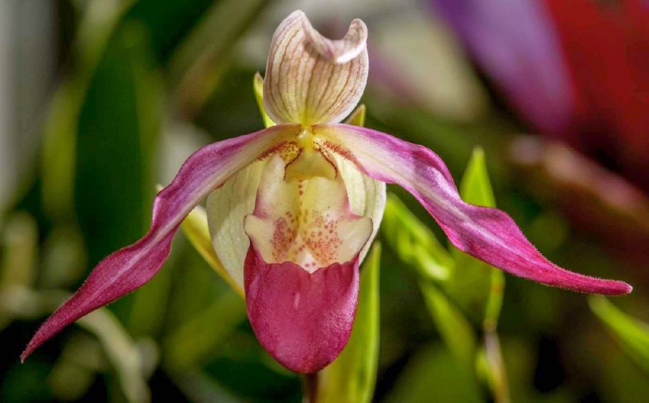 Баркерия Орхидея