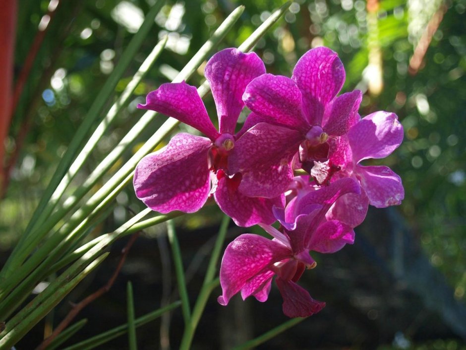 Орхидея Paphiopedilum hirsutissimum фото