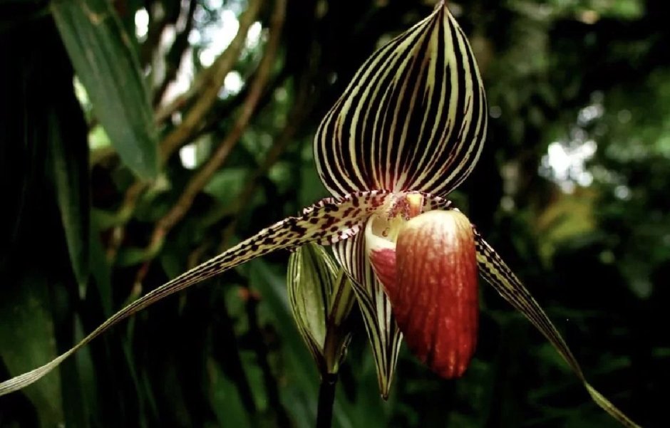 Орхидея Пафиопедилум Ротшильда. «Золото Кинабалу