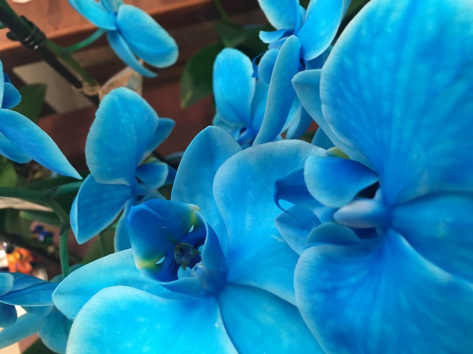 Доринотис Аида (голубая Орхидея)