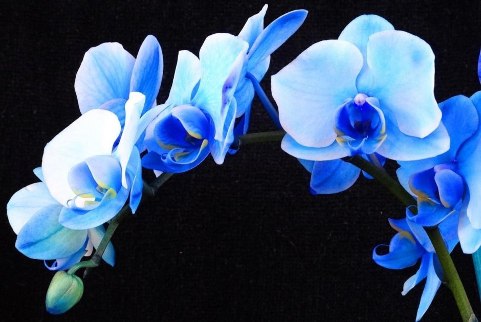 Phalaenopsis голубой