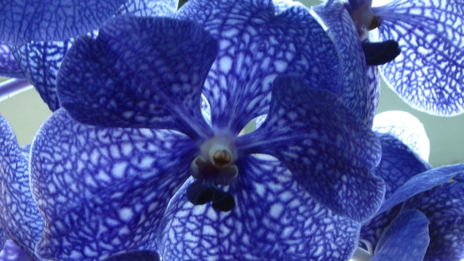 Голубая Орхидея