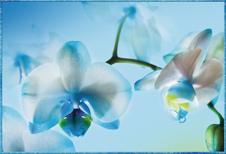 Голубая Орхидея 2000