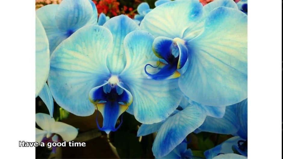 Голубая Орхидея Максим