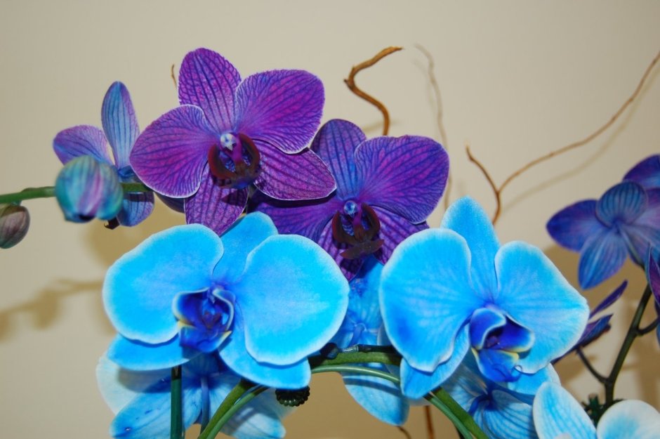 Мальчики Орхидея голубая Орхидея