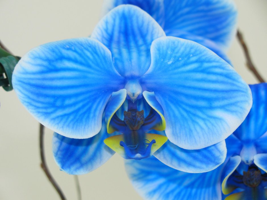 Голубая Орхидея Хавьер