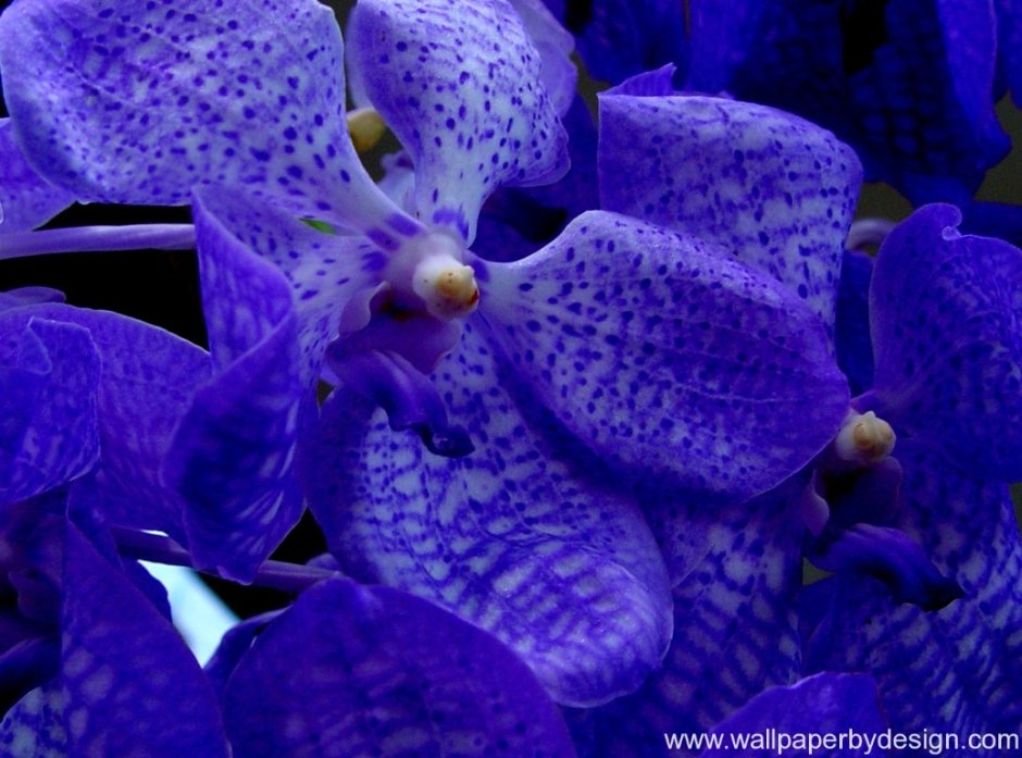 Цветы орхидеи растение голубой