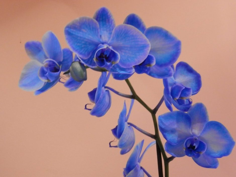 Орхидея торзи Блу