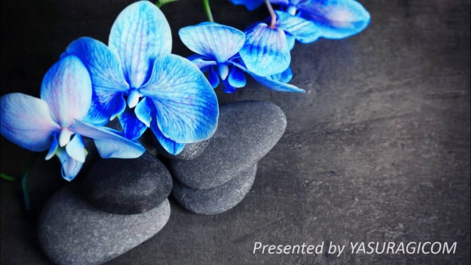 ..Голубая.Орхидея Орхидея голубая .Ванино