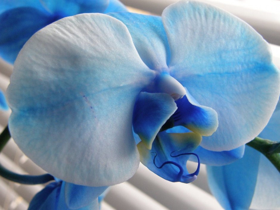Орхидея голубая Лагуна