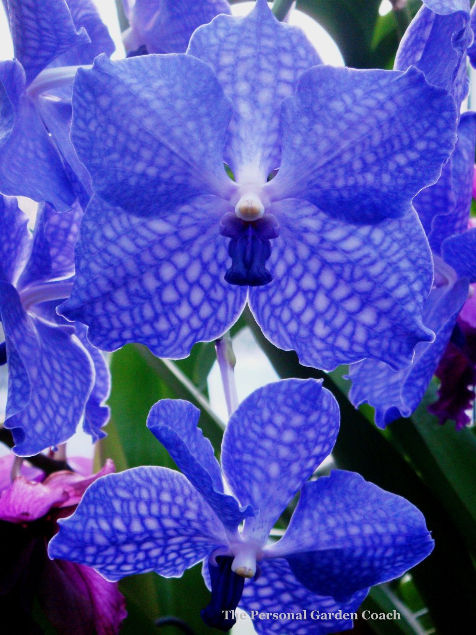 Голубая Орхидея Максим