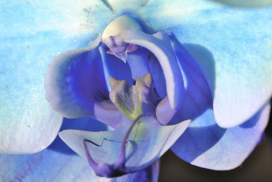 Голубая Орхидея голышом