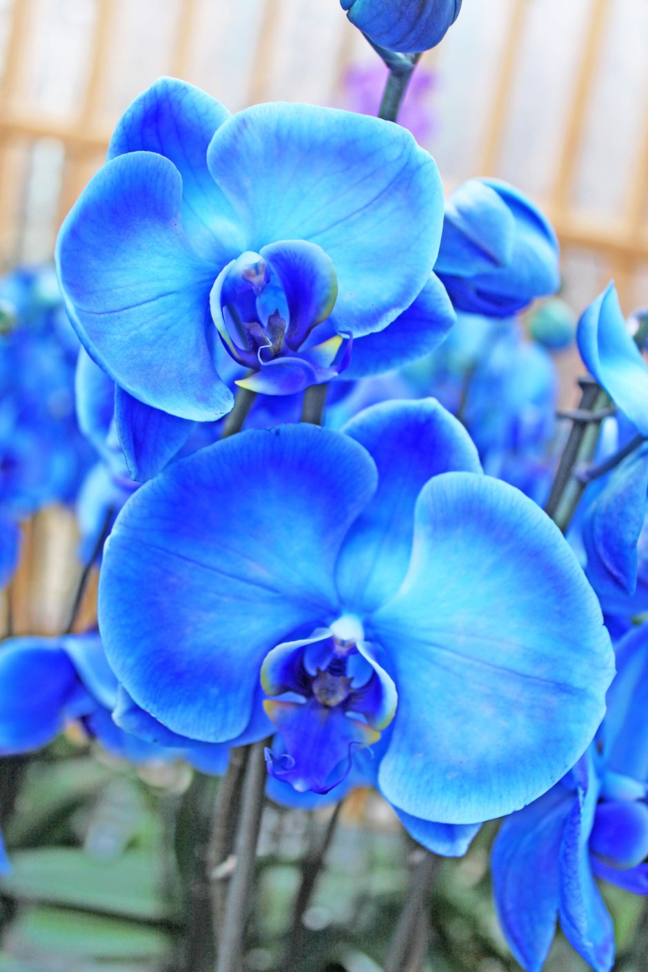 Крупные синие цветы