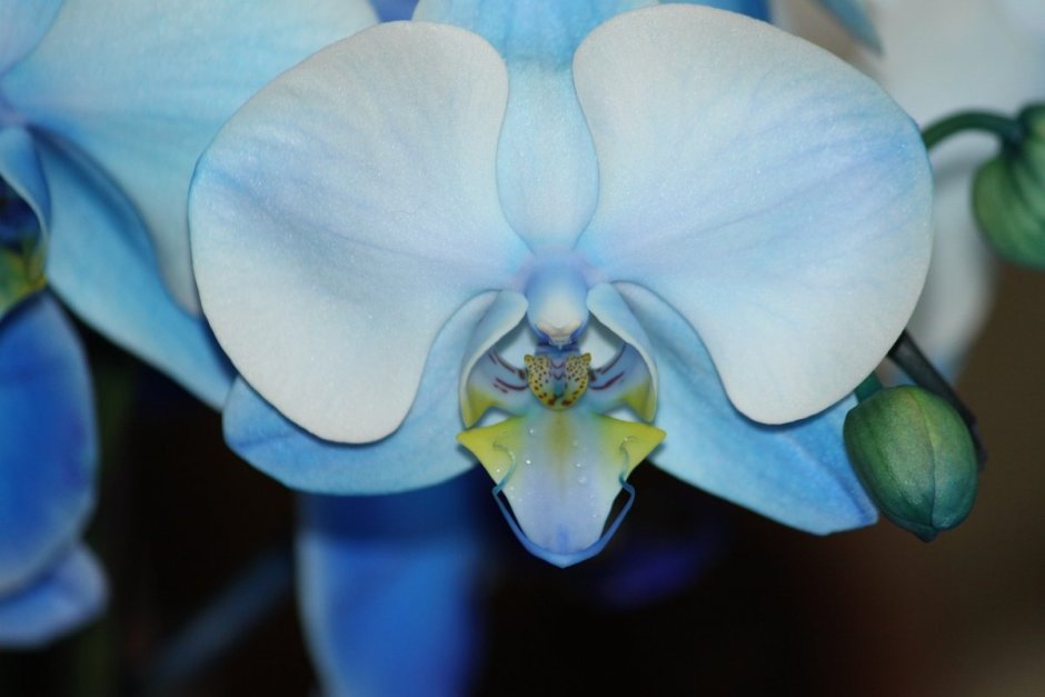 Голубая Орхидея сенсейшен